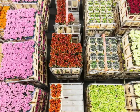 New border checks strain UK-EU plant trade relations