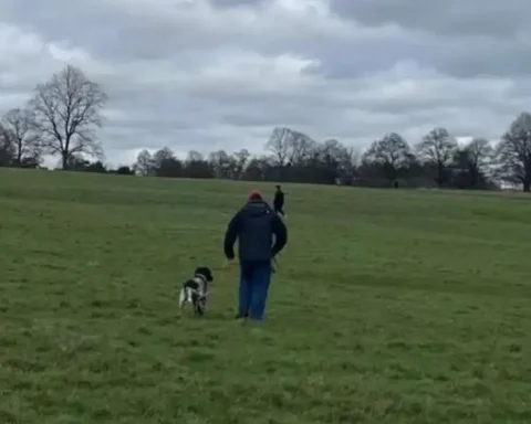 Police hunt dog owner after deer injured in Royal Park attack