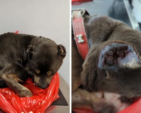 RSPCA banned Croydon man for 10 years for starving his XL bully