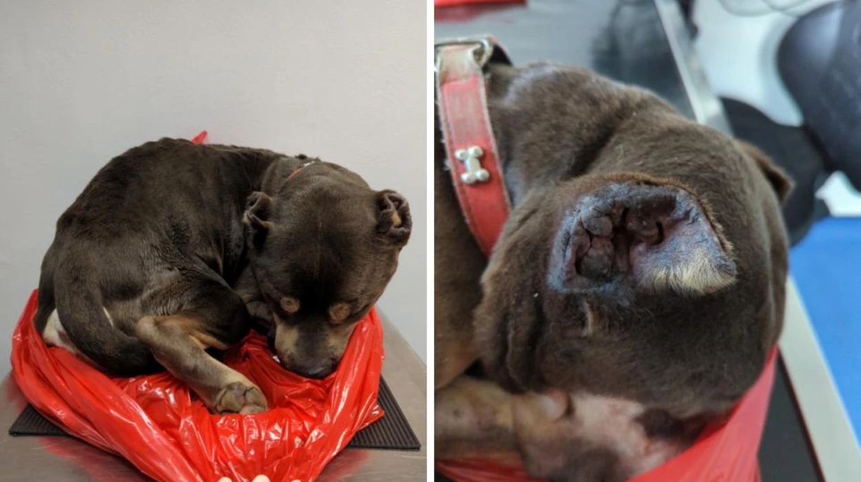 RSPCA banned Croydon man for 10 years for starving his XL bully