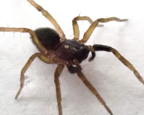 Rare wolf spider rediscovered after 40 years