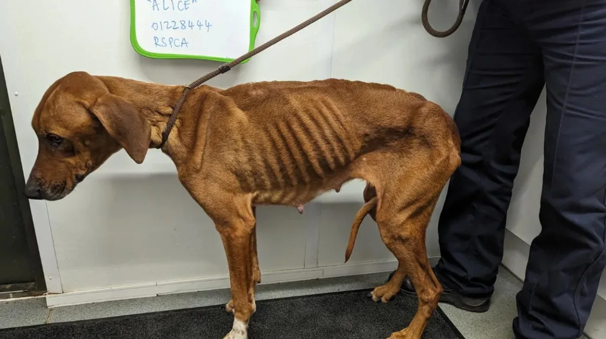 Shocking photos show neglected dogs in Bexleyheath