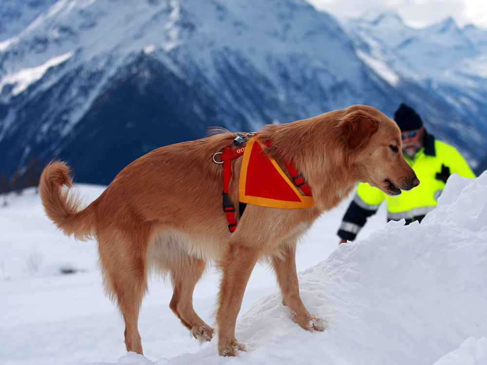 Missing Skiers California Avalanche Emergency – Sierra Nevada 2026 1 Rescue helicopter scanning snowfield during missing skiers California emergency