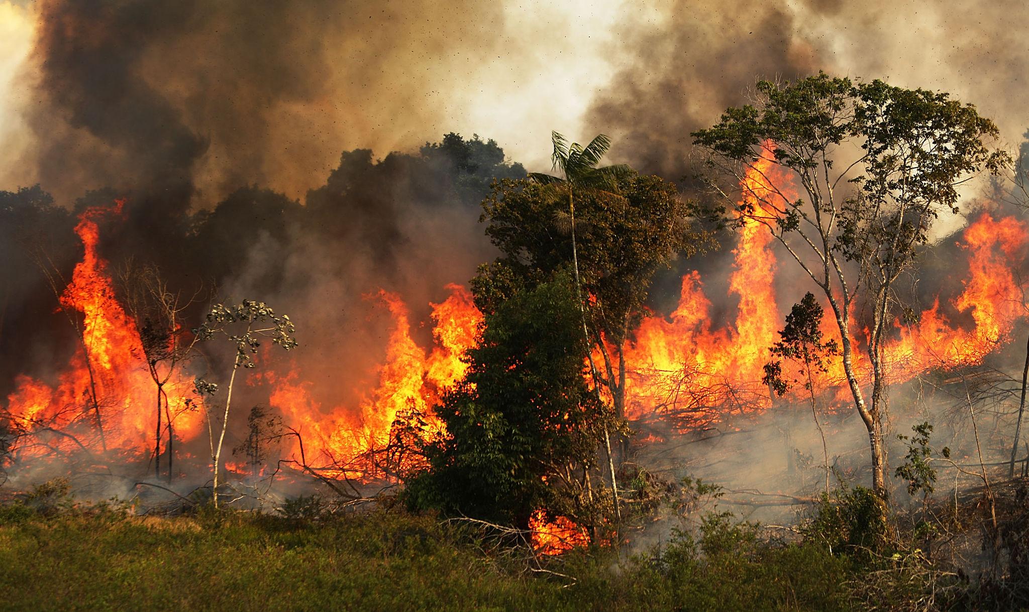 Brazil Deforestation Crisis Sparks New Global Climate Fears in Amazon Region, 2026 4 Illegal logging linked to Brazil deforestation crisis in Brazil
