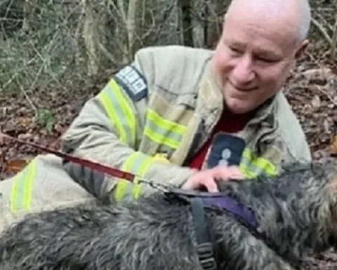 Trapped dog freed from Croydon drain using sausage smell