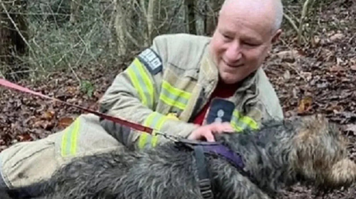 Trapped dog freed from Croydon drain using sausage smell
