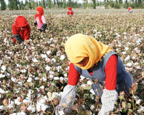 UK Companies Face Legal Consequences on Uyghur Cotton Imports