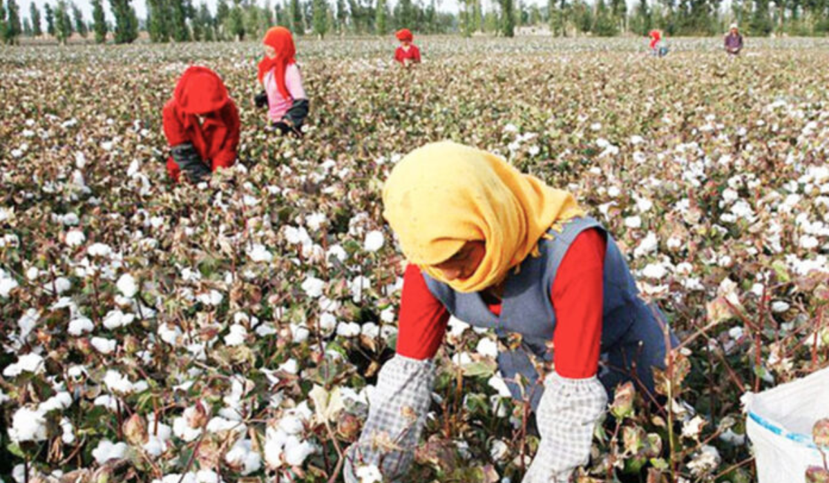 UK Companies Face Legal Consequences on Uyghur Cotton Imports