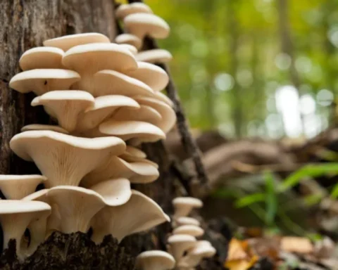 UK Experts Warn of Biodiversity Crisis from Mushroom-Growing Trend