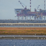 UK Government Plan Annual Oil and Gas Licensing to Enhance UK's Energy Security and Decrease Foreign Import Reliance