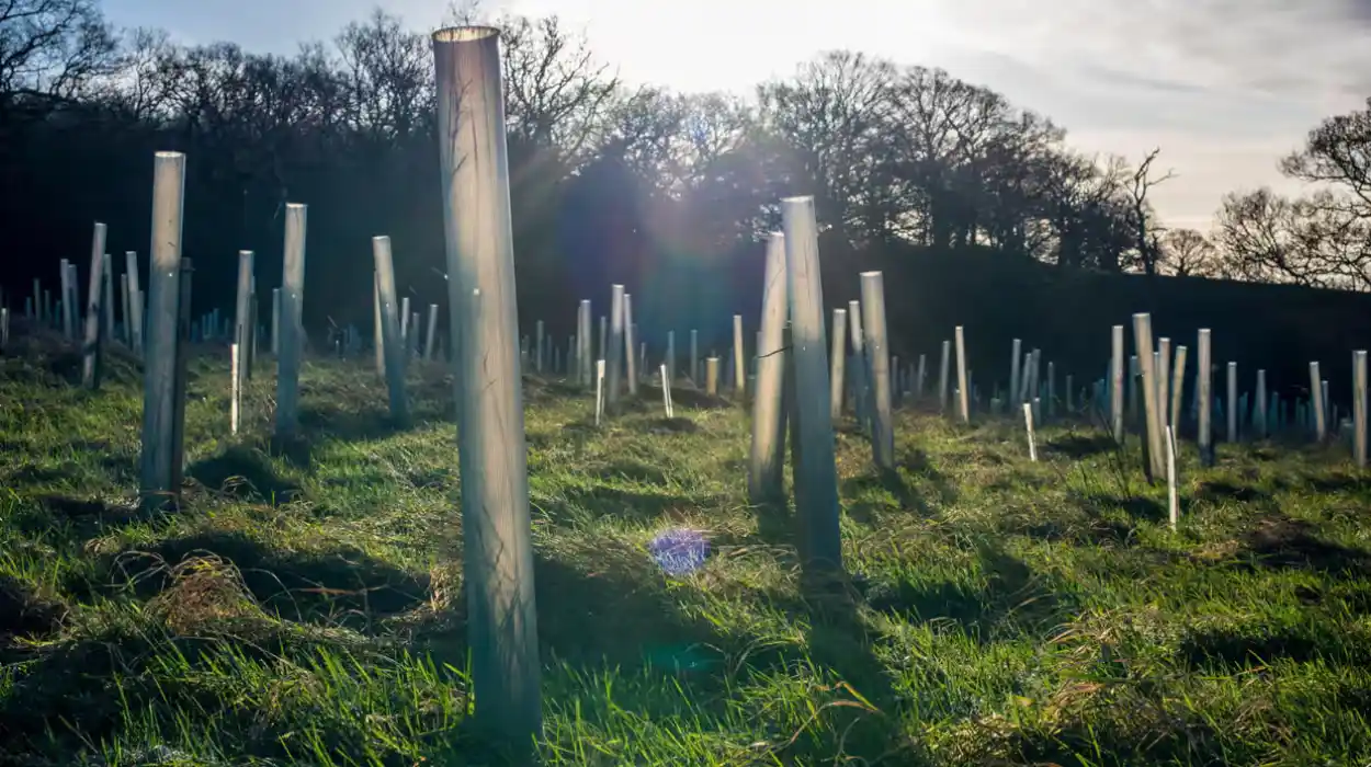 UK Government failing to back natural tree growth in England