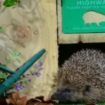 UK plans hedgehog highways rule for new buildings