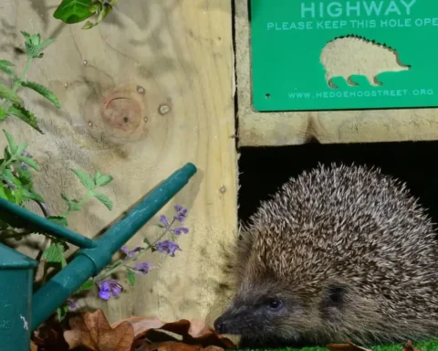 UK plans hedgehog highways rule for new buildings