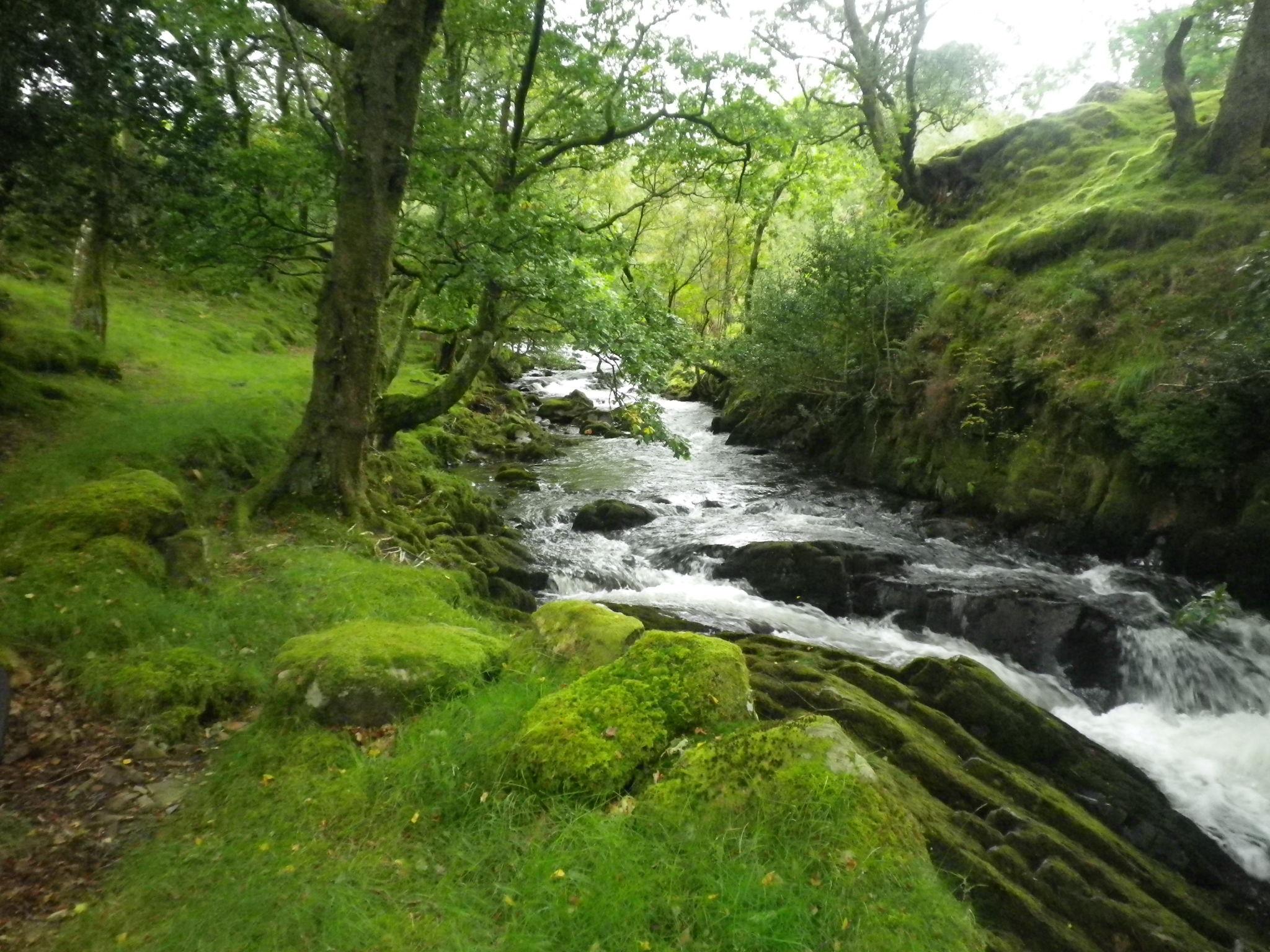 Wales Rewilding Drives Biodiversity Revival Cardiff 2026 1 Wales rewilding expanding across Cambrian Mountains