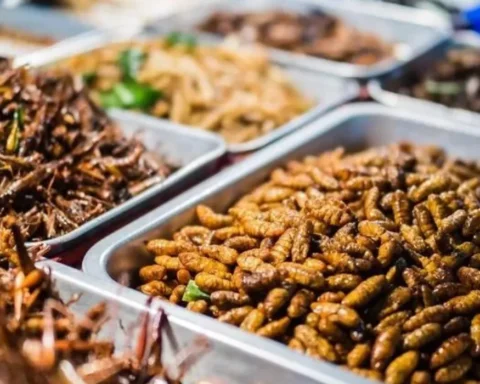 Why Eating Insects Could Transform Global Diets Exploring Entomophagy