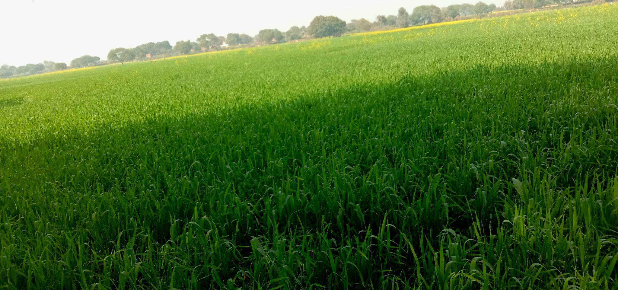 Global Wheat Supply Outlook: India Output Miss Sparks Supply Concerns in New Delhi 3 global wheat supply outlook India wheat harvest farmers field