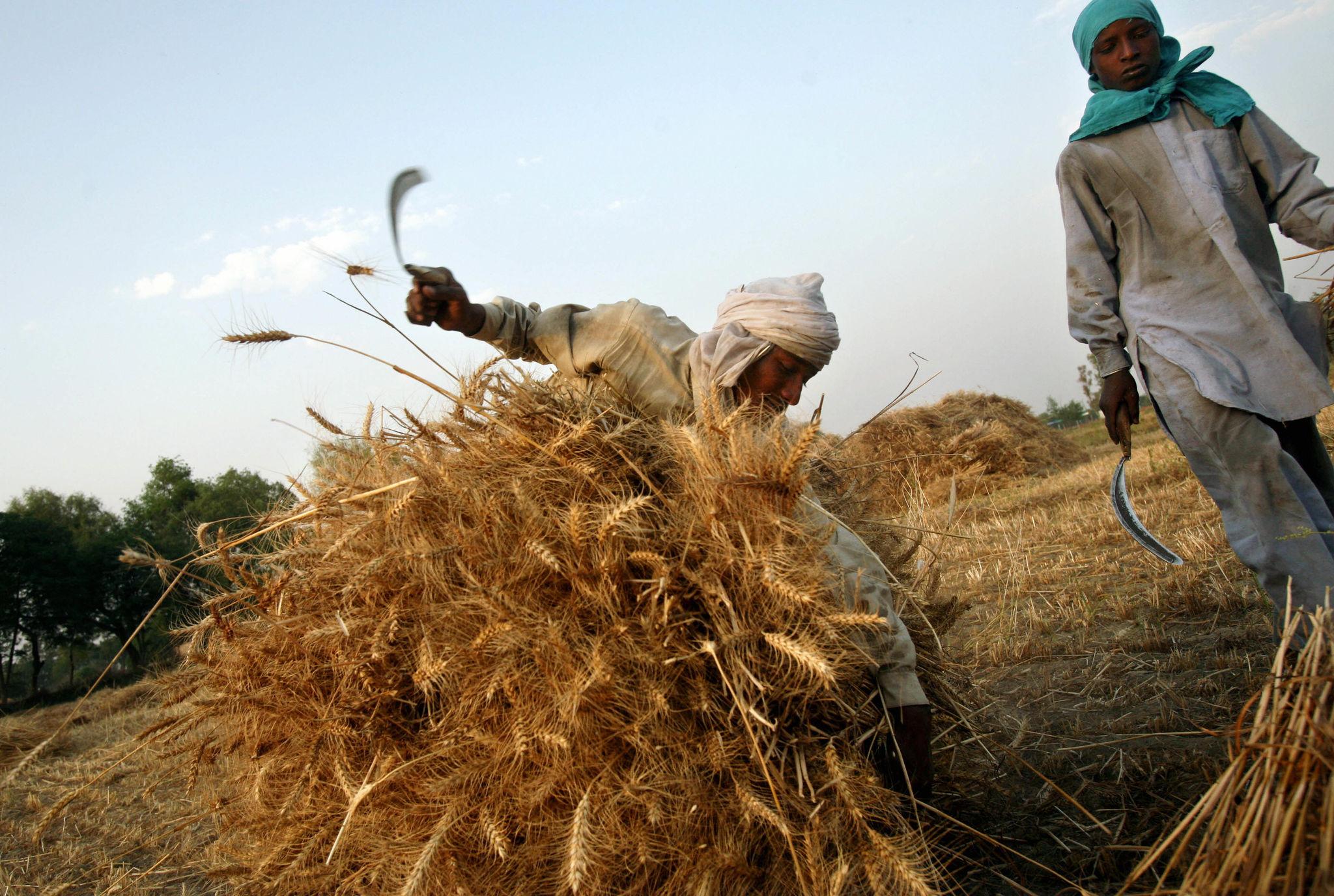 global wheat supply outlook grain storage silos supply chain reserves