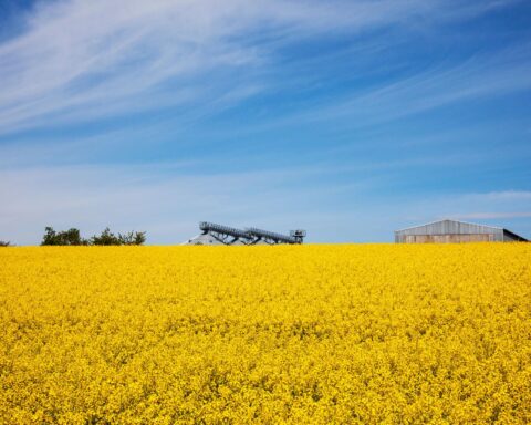 Australia energy security news driven by renewable feedstock production for biodiesel